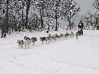 2003 schlittenhunde012.jpg